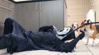 Funny Beagles Vs Ghostface Prank Beagle Dogs Louie & Marie