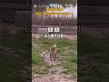 【萌寵】超激動！狗狗飛奔迎接春節回家的主人