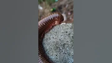 Millipede Eating Wheat Flour Short Video 
