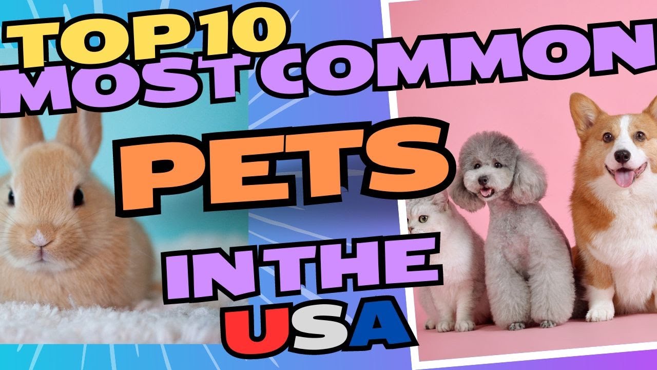 Top 10 Most Common Pets Found At Pet Stores In The US - YouTube