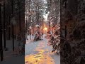 snow in the forest/#snow #winter #nature #travel #scenery #landscape #beautiful #foryou #fy
