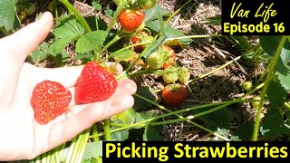 Van Life Travel: S1E16 Picking Strawberries in Washington, and fields of Canola