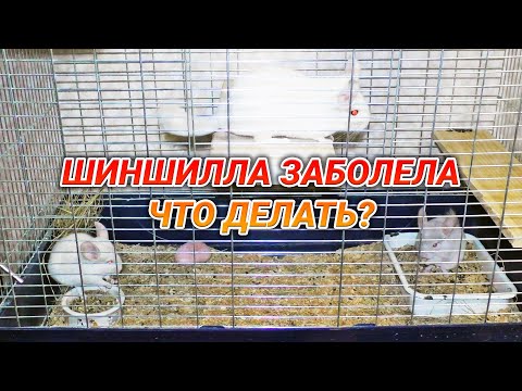 Видео: Кальций-фосфорный дисбаланс у шиншилл