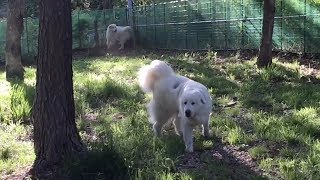いつもの朝のルーティン　Great Pyrenees　グレートピレニーズ