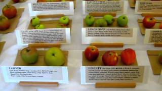196 Kinds of Apples you won t find at the grocery store