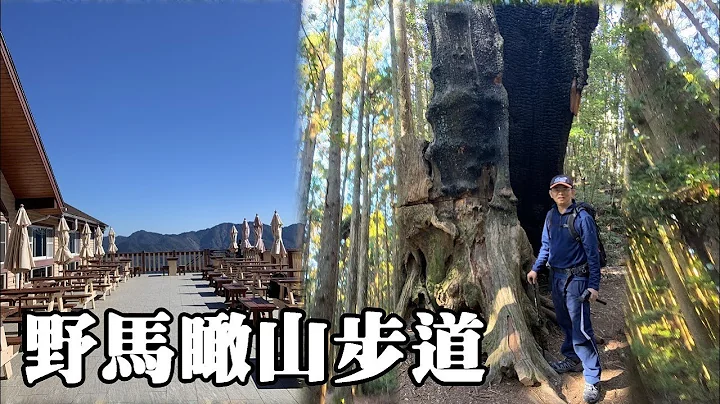 野马瞰山森林步道 (雪霸休闲农场) [新竹县五峰乡] - 天天要闻