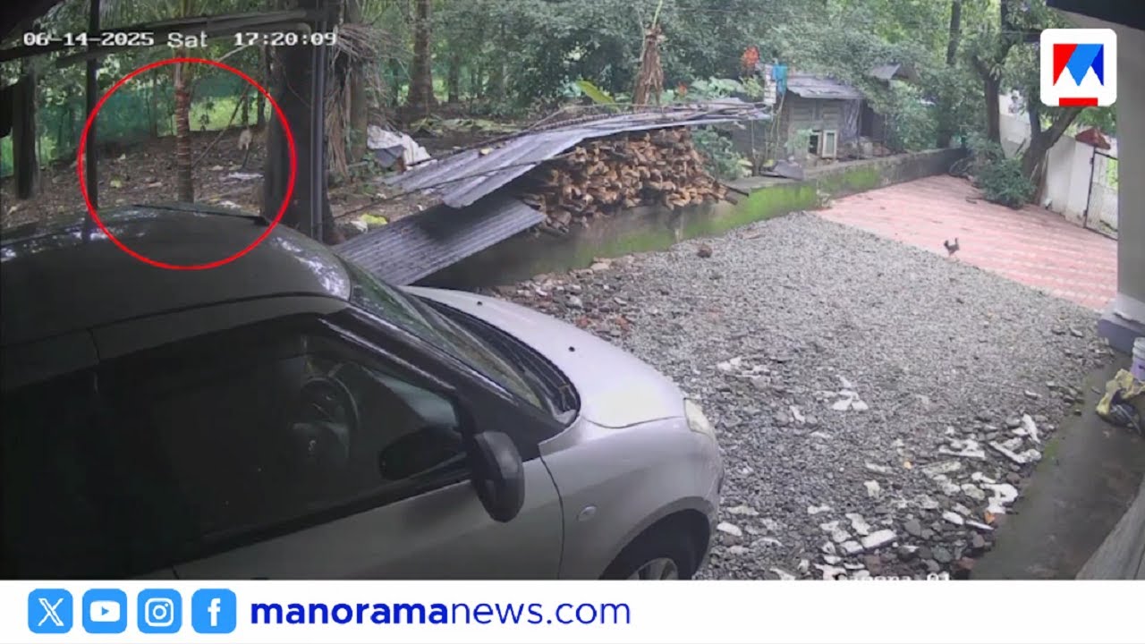 നായയുടെ ശബ്ദം കേട്ടിറങ്ങി; വീ‌ട്ടമ്മയ്ക്ക് മുന്നില്‍ പുലി; ‍ഞെട്ടല്‍ | Palakkad Leopard