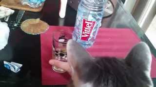 The thirsty cat / Minou le chat assoiffé