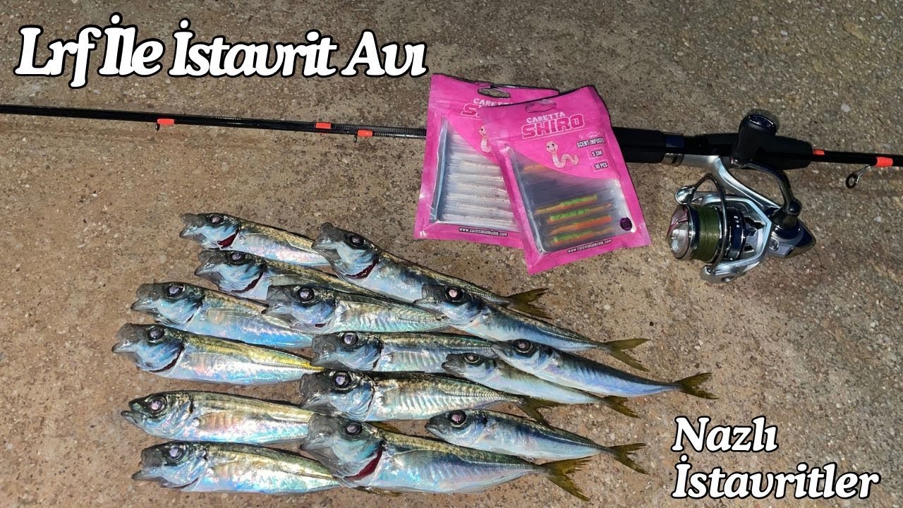 LRF İLE İSTAVRİT AVI / NAZLI İSTAVRİTLER