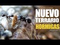 TERRARIO PARA MIS HORMIGAS ALPHA - Messor barbarus