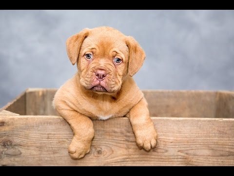 How to Potty Train a Puppy - Housebreaking /Crate Training Your Dog