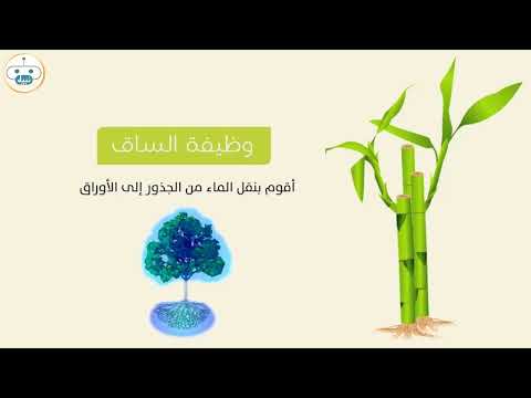 وظائف الساق في النباتات