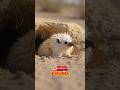 Invisible Animals That Look Too Unreal to Be Real 😱👁️ #shorts #animals #amazingfacts