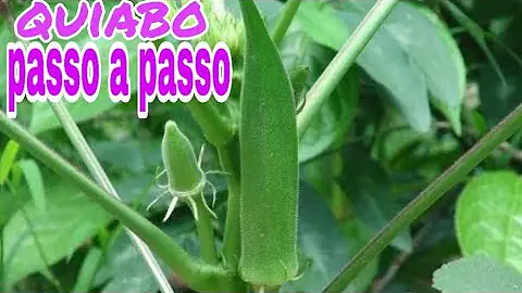 Como preparar terra para plantar quiabo?