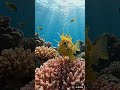 Tiny horns, endless ocean charm 🌊🐠 #ocean #foryou #foryou