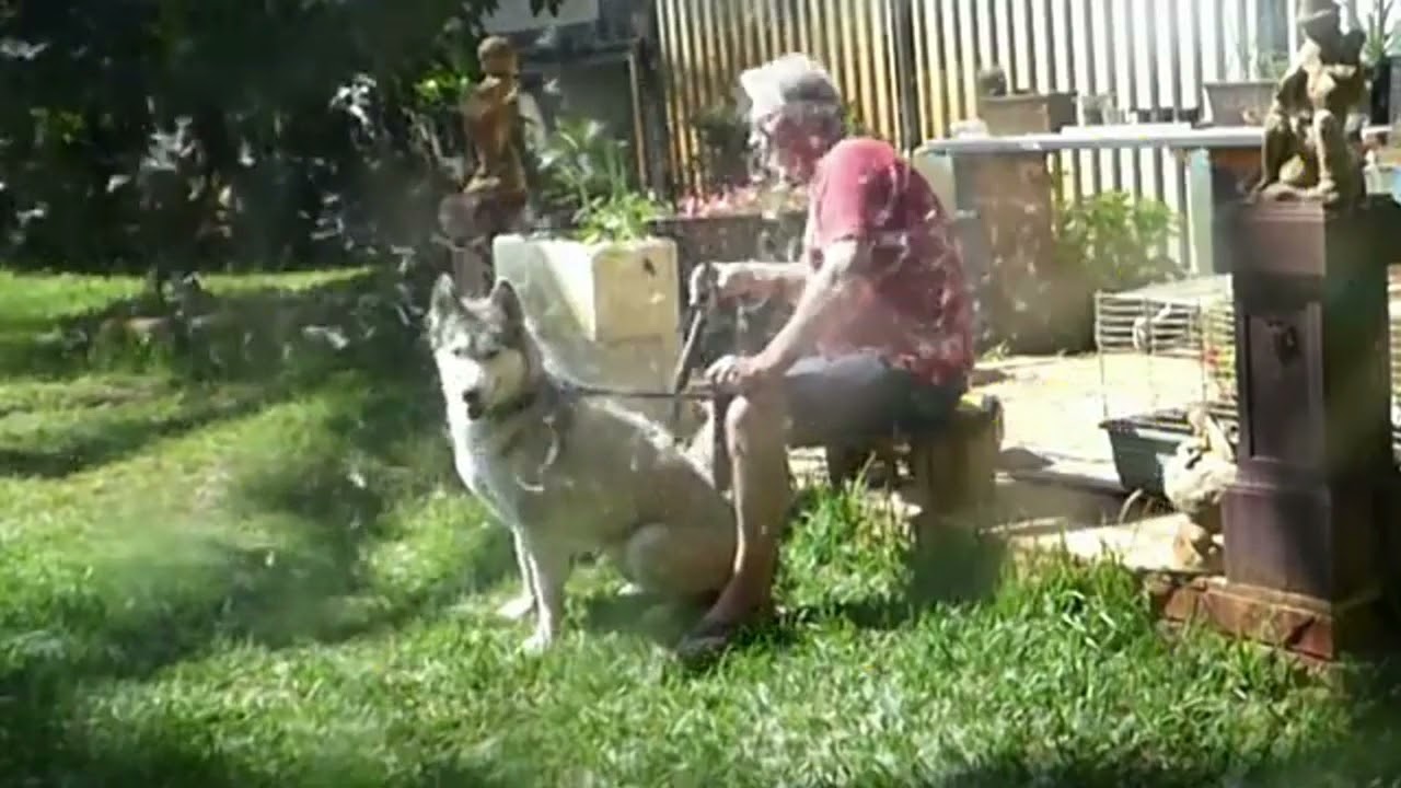 Siberian Husky Coat Blowing YouTube