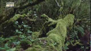 Europas Urwälder - Teil 5 - La Gomeras Nebelwald