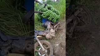 Pisang Ayam Alue Lhok 41