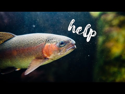 Vidéo: Pouvez-vous manger du poisson de manière éthique ?