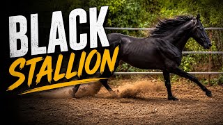 Black Stallion at Choudhary Horse Farm Padgha