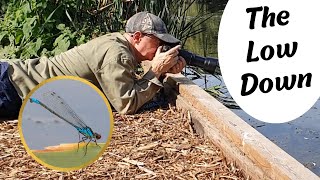 Distractions and Damselflies - Little Belhus Country Park