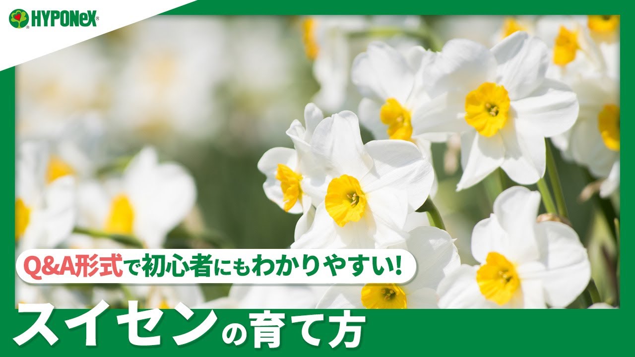 130 スイセンの育て方 きれいな花を咲かせるには 水やりや肥料など日々の管理もご紹介 Plantiaq A 植物の情報 育て方をq A形式でご紹介 Youtube