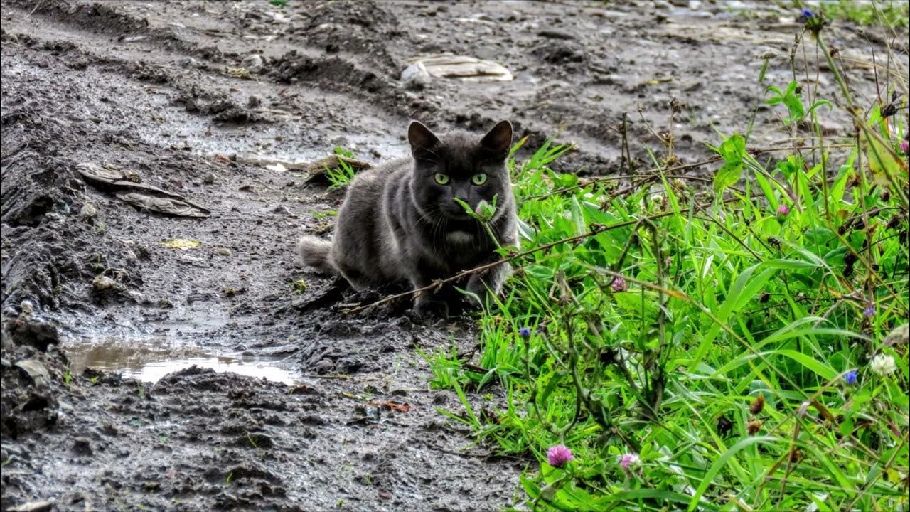 Променял на ободранную кошку песня