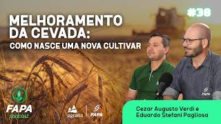 MELHORAMENTO DA CEVADA: COMO NASCE UMA NOVA CULTIVAR | #FAPAPODCAST38