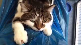 Tabby-And-White Cat With Emerald Green Eyes, and Razor-Sharp Claws by cats uk 289 views 7 years ago 28 seconds