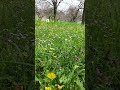 20 Seconds of Calm 🌸🌹 #lofi #shorts #calm #relax #20secondsvideo #nature #flowers #relaxing #garden