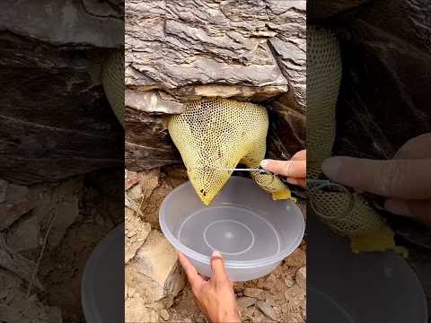 جمال عسل الجبال خلية عسل بوطويق الحمدلله