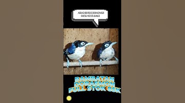 Tanda Rambatan doraemon full stok satu kandang 2 ekor atau lebih #abadibirdcibinong