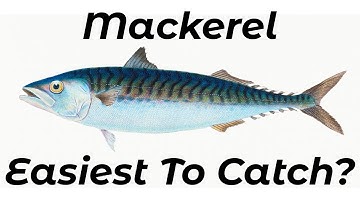 How To Catch Mackerel From Beaches (Shore Fishing UK and Europe) - Beginners And Improvers