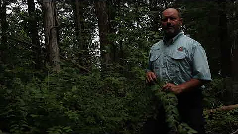 Invasive Species: Bush Honeysuckle