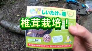 椎茸栽培(種駒打ち）planting shiitake mushroom