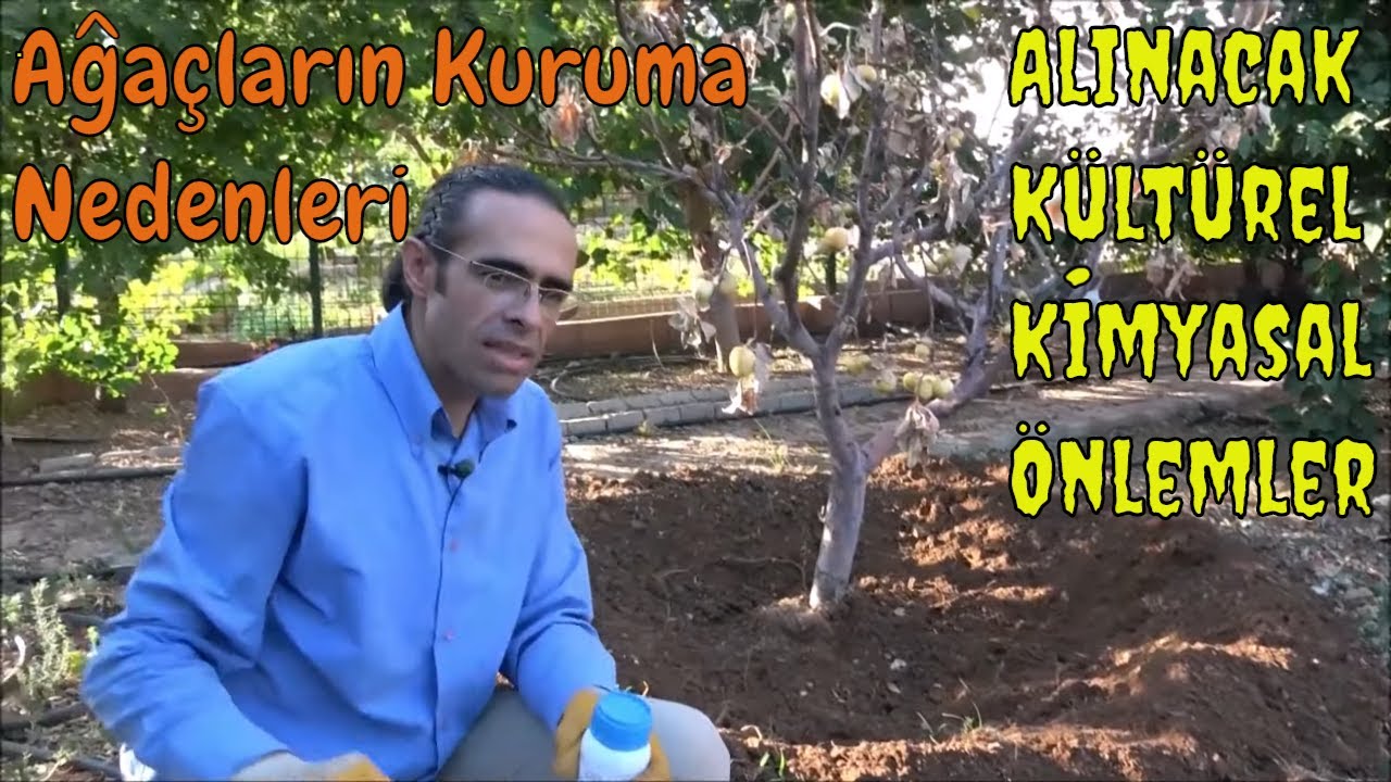 Elma Ağacımız Neden Kurudu, Nasıl Kurtardık?