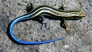 KY Wildlife Five Lined Skink