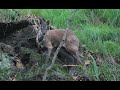 Кабарга – необычный оленёк в Приморском Сафари-парке.