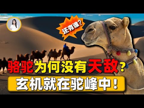 駱駝為何難被其他動物獵殺？老虎可以殺死大象，卻無法靠近駱駝！