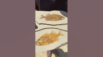 Perfect Split On Phareodus Fossil Fish - Fossil Lake Safari - Kemmerer, Wyoming