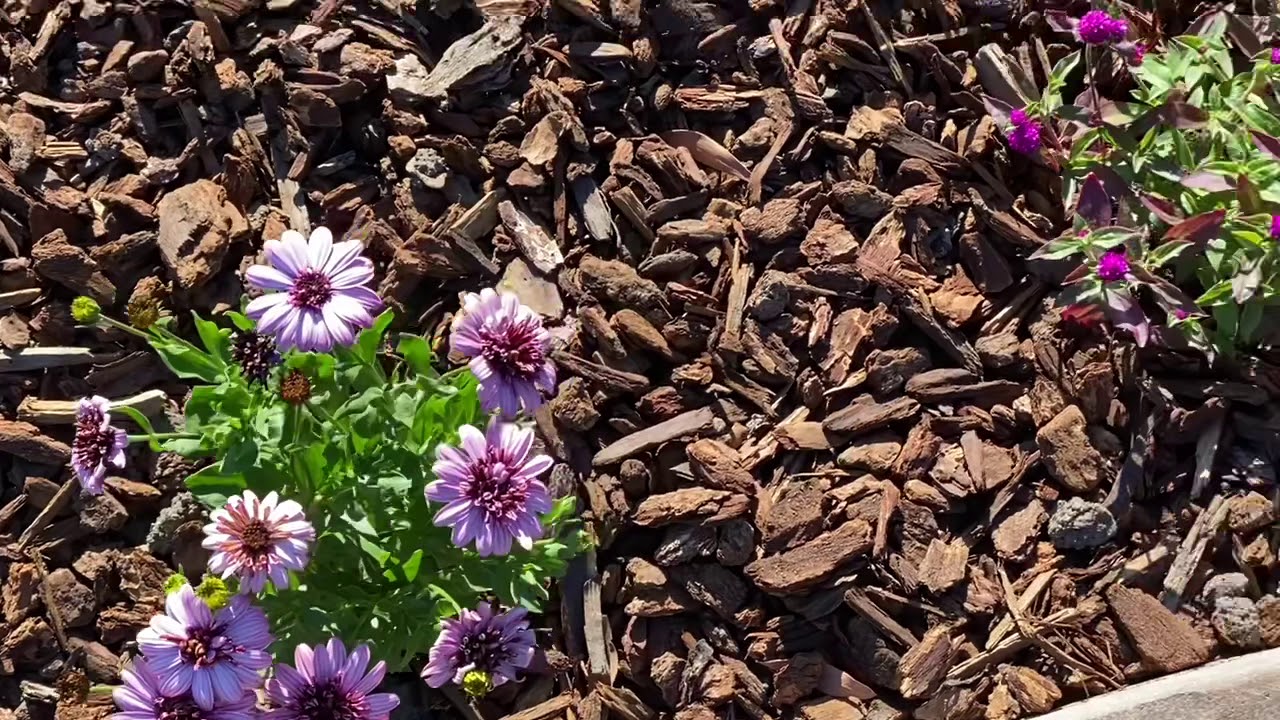 Frontyard Flowers - YouTube