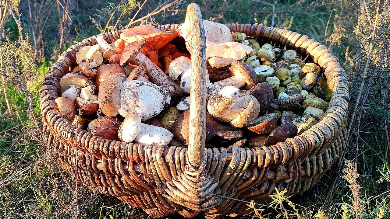 ЩЕДРИЙ ОСІННІЙ ЛІС 🌲 ЗБИРАЄМО ГРИБИ НА БУДЬ-ЯКИЙ СМАК 🍄‍🟫 ЗЕЛЕНУШКИ, БІЛІ, МАСЛЮКИ, ПІДБЕРЕЗНИКИ 🍄‍🟫