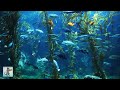 3 HOURS of Relaxing Aquarium Fish, Coral Reef Fish Tank & Relax Music (1080p HD)