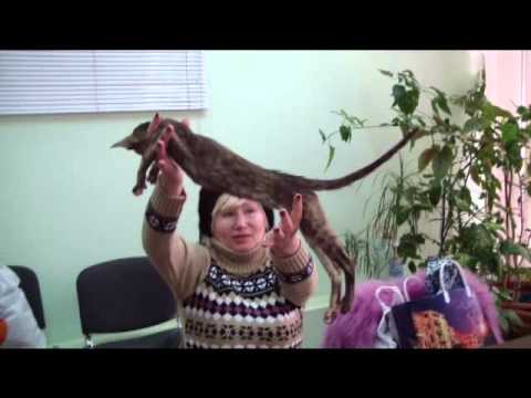 кошки породы Прием в клубе кошек PCA 10.01.2016г