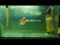 Middle of video