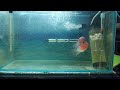 End of video