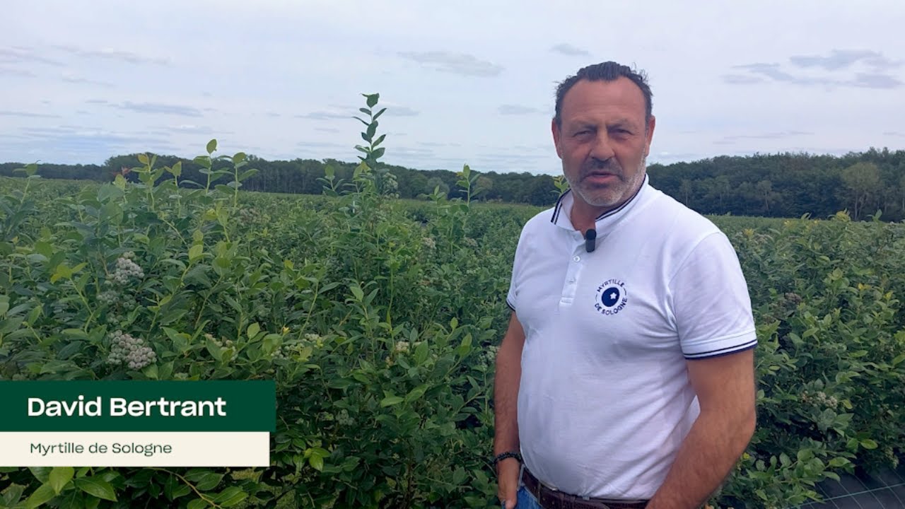 Témoignage de Myrtille de Sologne sur l'utilisation des nématodes en cultures de myrtilles