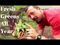 Plant A WINTER GARDEN (before it's too late) Organic Food from the Homestead