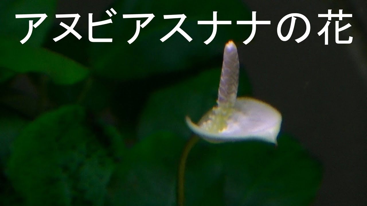 アヌビアスナナの花 Youtube