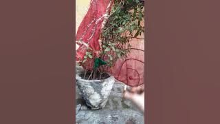 TULSI Aarti  in multani